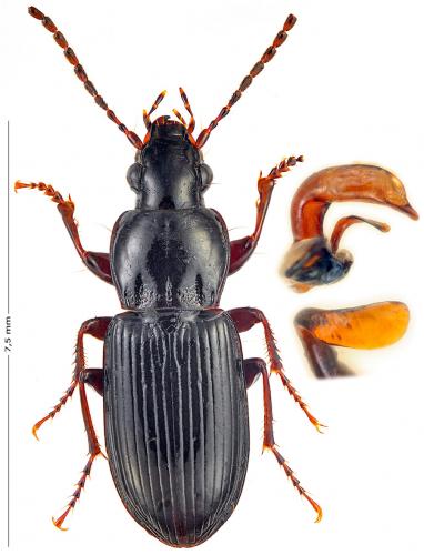 Pterostichus oenotrius