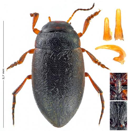 Hydroporus umbrosus