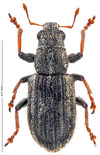 Sitona striatellus