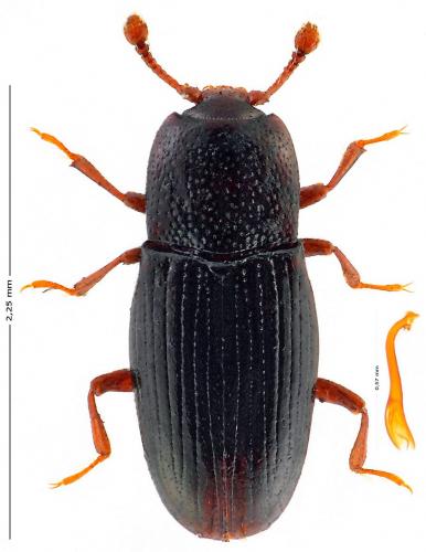 Cerylon ferrugineum