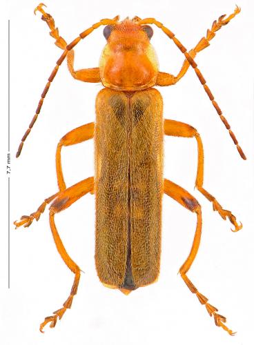 Réf. 156 949 : Cantharis pallida