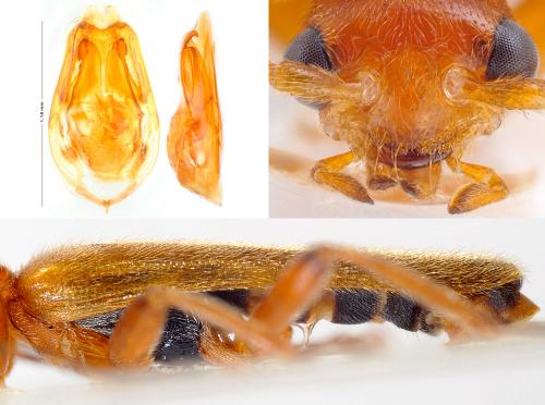 Réf. 156 950 : Cantharis pallida