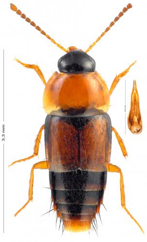 Réf. 156 761 : Tachyporus chrysomelinus