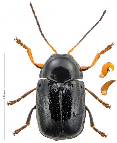 Cryptocephalus signatifrons