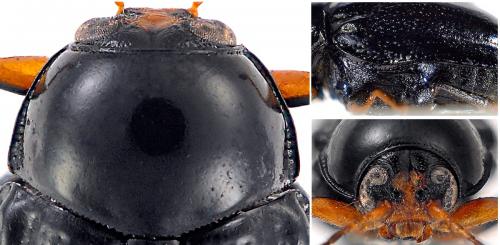 Cryptocephalus signatifrons