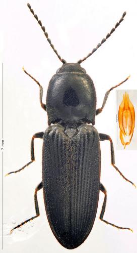 Réf. 156 576 : Cardiophorus vestigialis