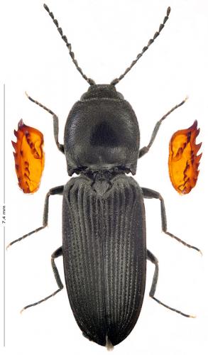 Cardiophorus vestigialis