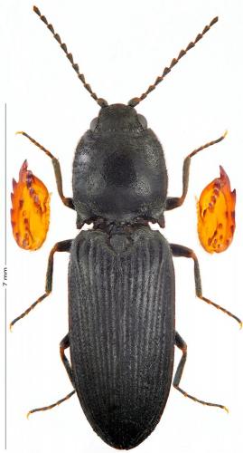 Réf. 156 578 : Cardiophorus vestigialis