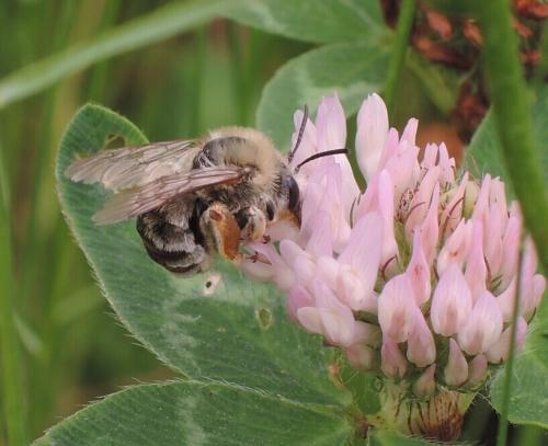 Eucera sp.