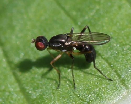 Réf. 156 567 : Nemopoda nitidula