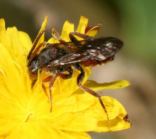 Nomada similis