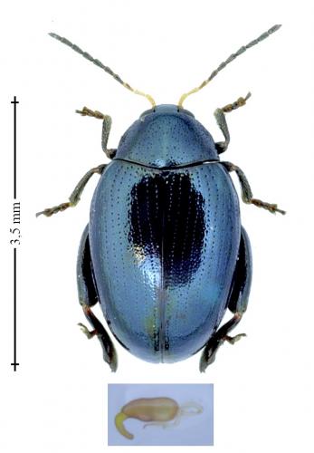 Réf. 156 184 : Psylliodes dulcamarae