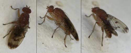 Réf. 156 248 : Suillia variegata