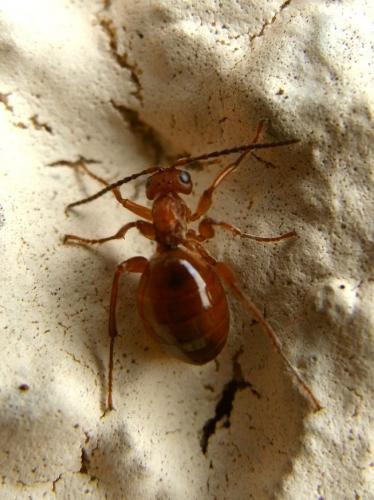 Biorhiza pallida