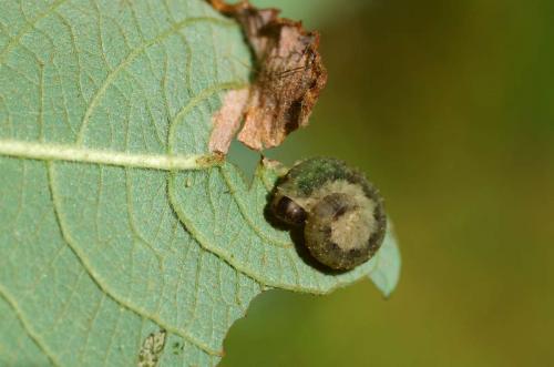 Réf. 156 687 : Rhogogaster sp.