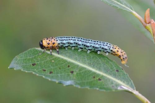 Euura salicis
