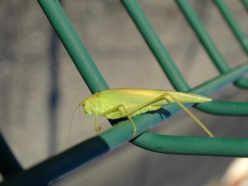 Phaneroptera nana