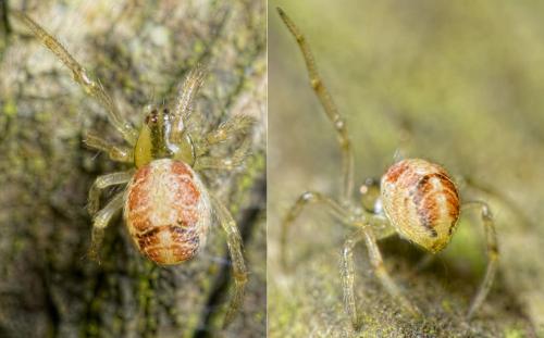 Réf. 156 053 : Phylloneta sp.