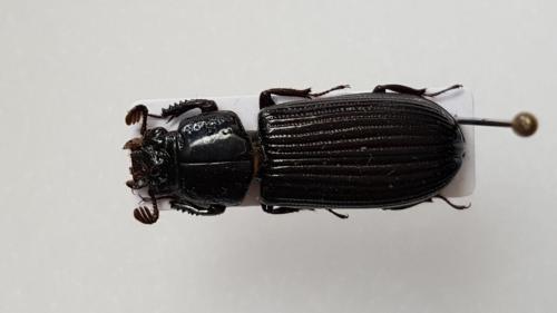 Réf. 156 940 : Epipleurothrix sp.