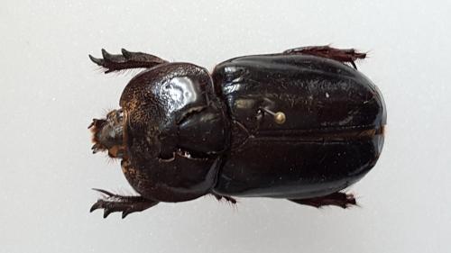Megaceras septentrionis