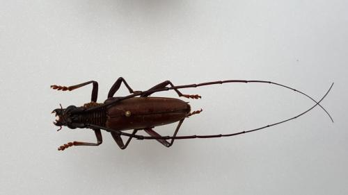 Juiaparus batus batus