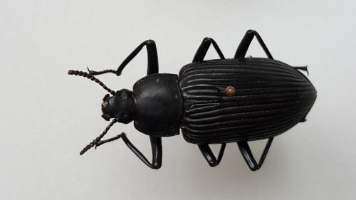 Mylaris gigas