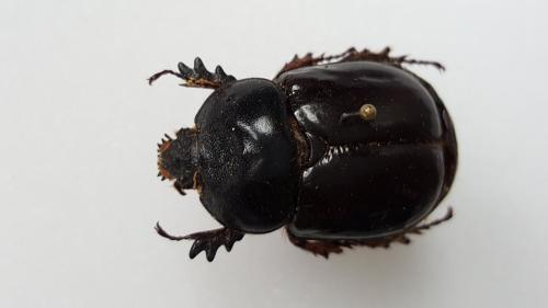 Bothynus sp.