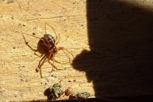 Tenuiphantes sp.