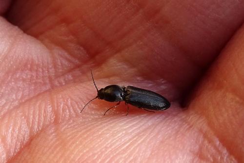 Cardiophorus rufipes