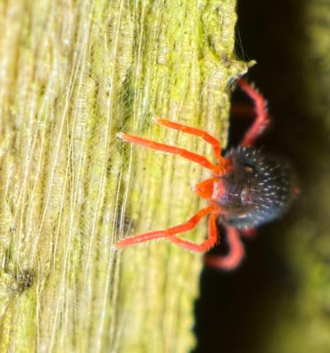 Penthaleus sp.