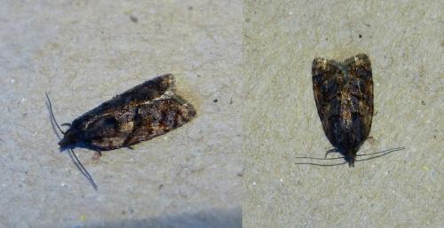 Réf. 156 794 : Acleris sp.