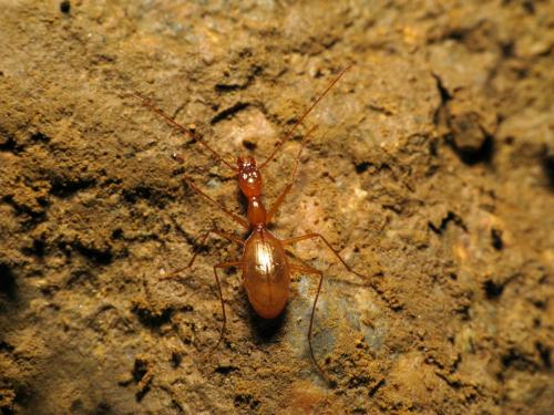 Aphaenops leschenaulti