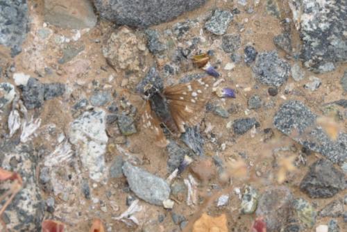Réf. 156 375 : Pyrgus sp.