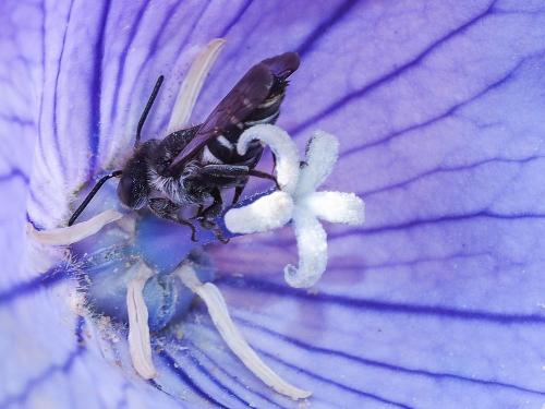 Réf. 156 759 : Coelioxys sp.
