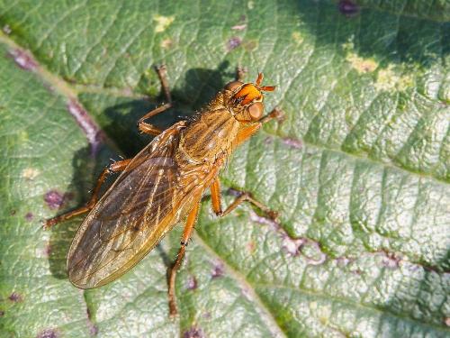 Scathophaga scybalaria