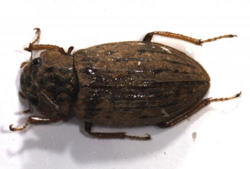 Helophorus sp.