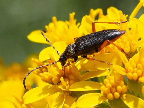 Réf. 156 297 : Stictoleptura stragulata