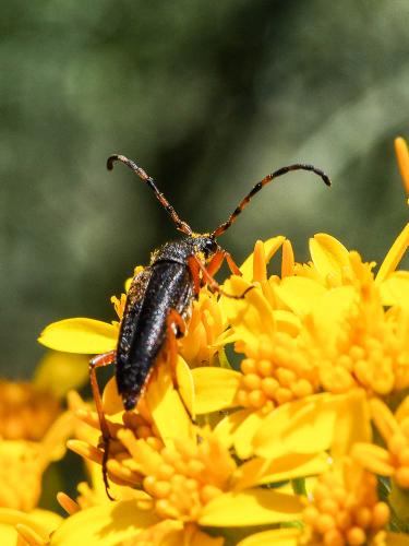 Réf. 156 298 : Stictoleptura stragulata