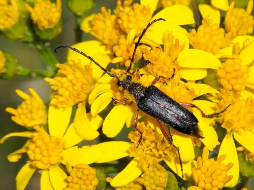 Stictoleptura stragulata