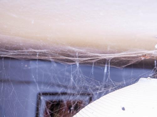 Réf. 156 073 : Steatoda nobilis