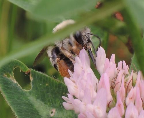 Eucera sp.