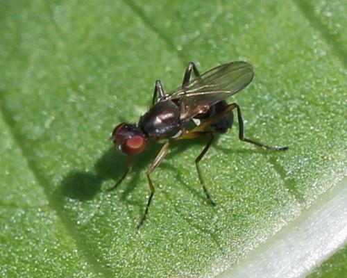 Nemopoda nitidula