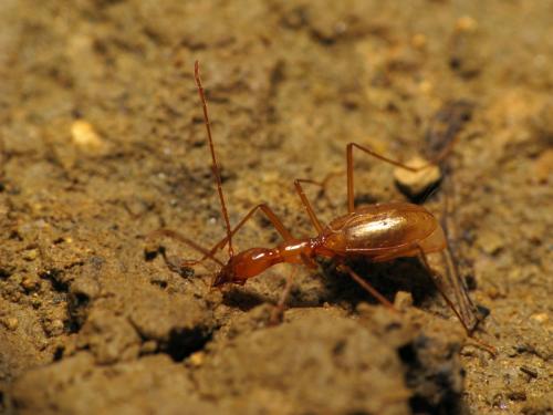 Aphaenops leschenaulti
