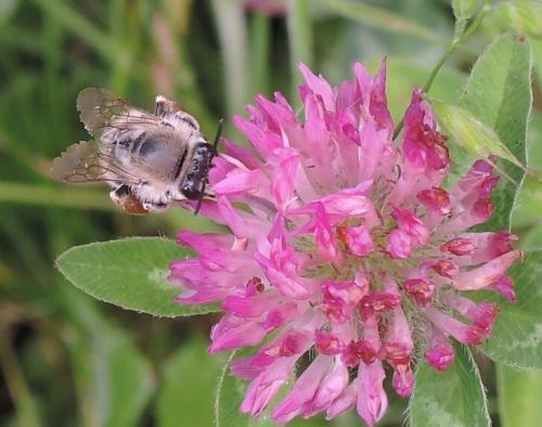 Eucera sp.