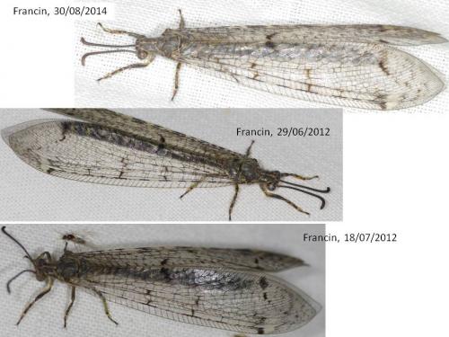 Réf. 156 642 : Distoleon tetragrammicus