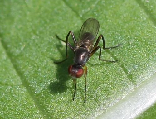 Nemopoda nitidula
