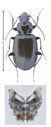 Réf. 156 185 : Agonum sp.