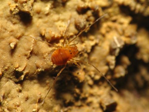 Peltonychia clavigera