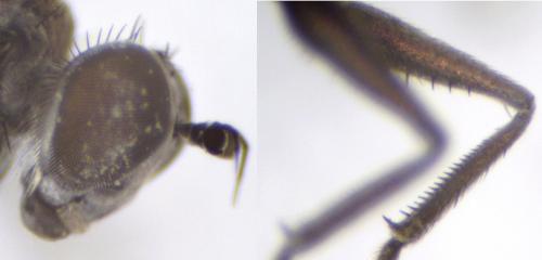 Réf. 156 401 : Hydrophorus praecox