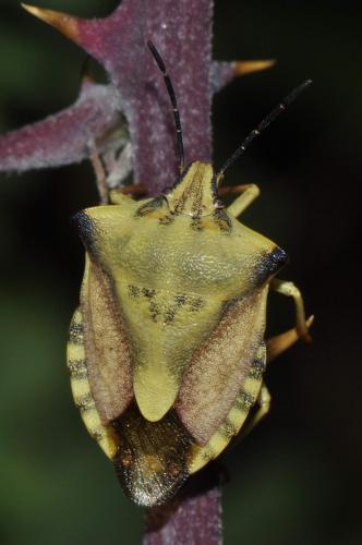Réf. 156 216 : Carpocoris fuscispinus